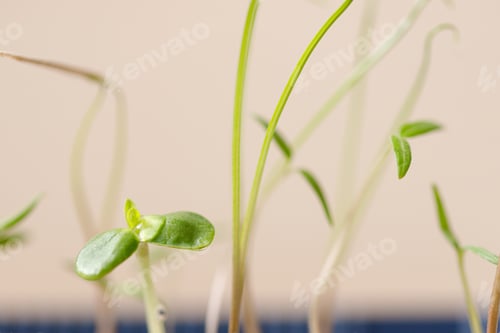Preview: Green sprous and seeds, macro shot