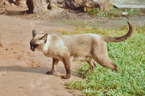 Preview: Siamese cat enjoy and relax in garden with natural sunlight. Select and soft focus.