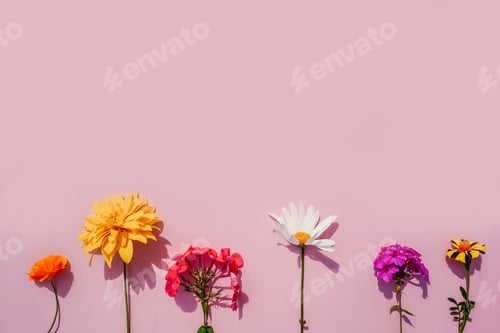 Preview: Flowers row on pink background, web banner.