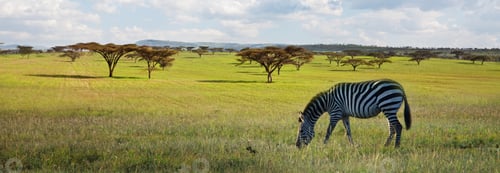 Preview: Zebra