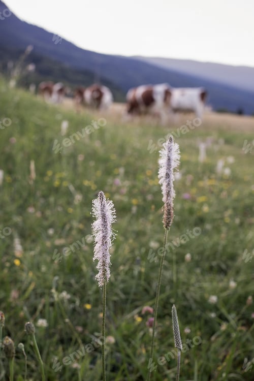 Preview: Cows eating in a pasture in the background with small little wildflowers in the foreground