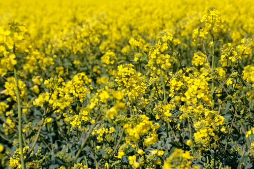 Preview: Yellow flowers winter cress