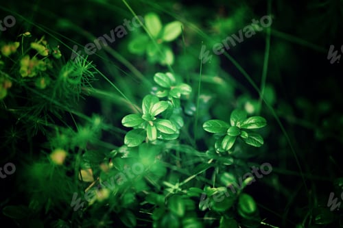 Preview: Small green leaves texture in forest. Wild nature. Summer concept. Copy space. Banner. Soft focus