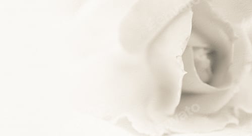 Preview: Sweet Classic Color Rose In Soft Color And Blur Style On Mulberry Paper Texture