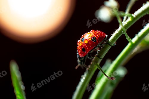 Preview: Ladybug in night