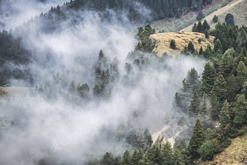 Preview: Low clouds in the forest
