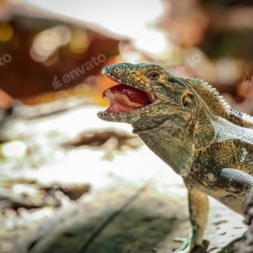 Preview: Closeup of an iguana with mouth open eating a grape.