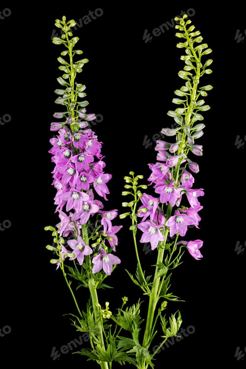 Preview: Inflorescence of pink delphinium flowers, lat. Larkspur, isolated on black background