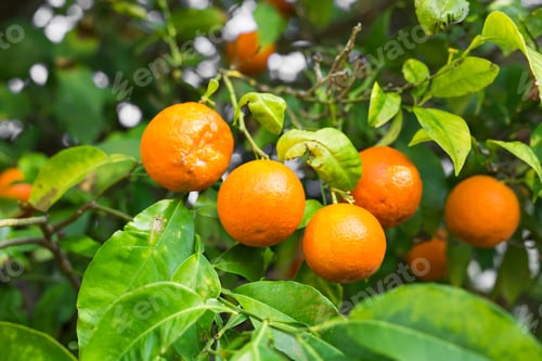 Preview: The fruit of the orange tree.