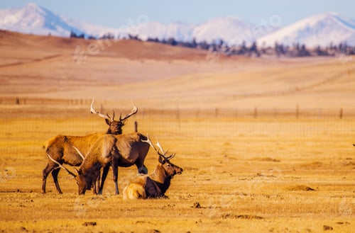 Vorschau: Elche aus Colorado Mountains