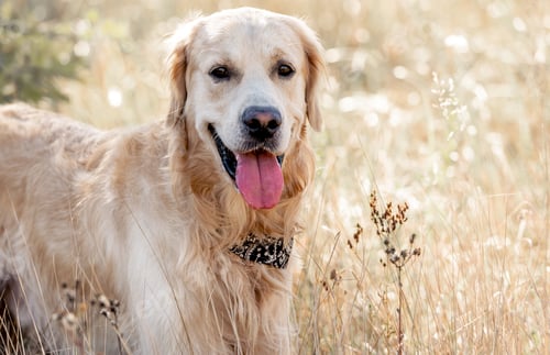 Preview: Golden retriever dog in autumn park