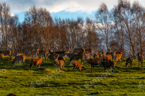 Preview: Scenic view of deer in a field on a cloudy day