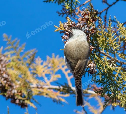 Preview: Marsh tit, Poecile palustris, Parus palustris A bird sits on a branch of a thuja tree and eats seeds