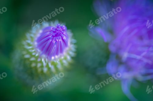 Preview: Close-up of a purple thistle flower bud.