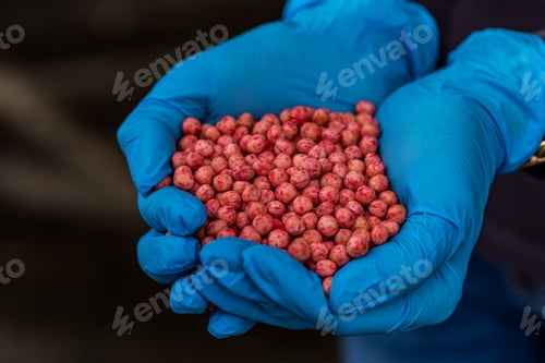 Preview: Close-up of a handful in the hands in the form of a heart etched soybean seeds