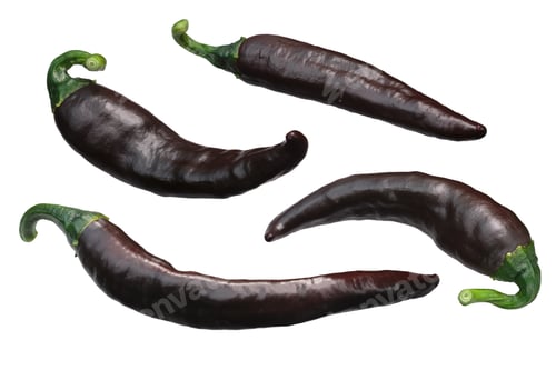 Preview: Brown Chilaca Pasilla chile peppers, paths