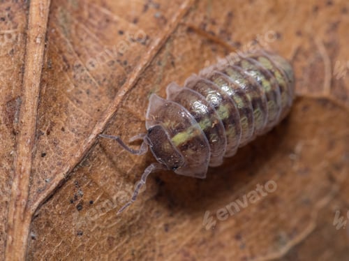 Preview: Macro shot of Roly-poly (Armadillidium Vulgare) terrestrial isopod on a leaf