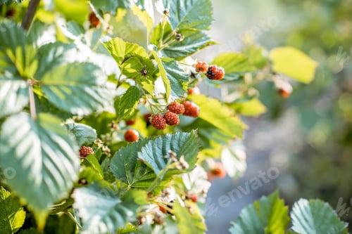 Preview: Branches with blackberries