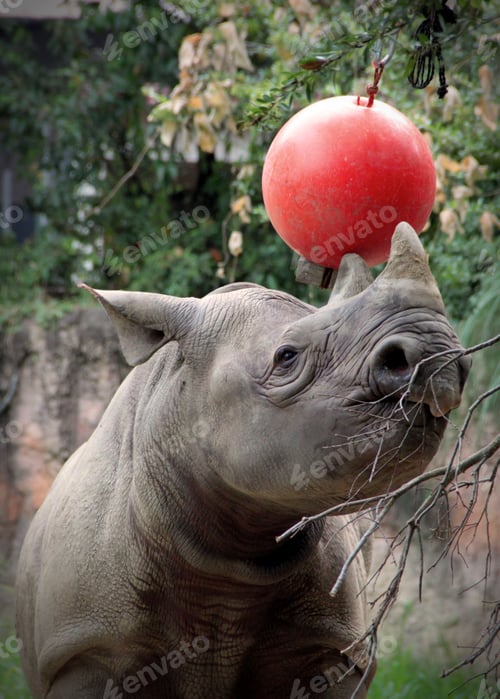 Preview: Majestic rhino stands tall, gazing intently at a bright red ball in front