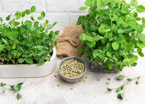 Preview: Microgreens growing in pots with seeds in a bowl on a table