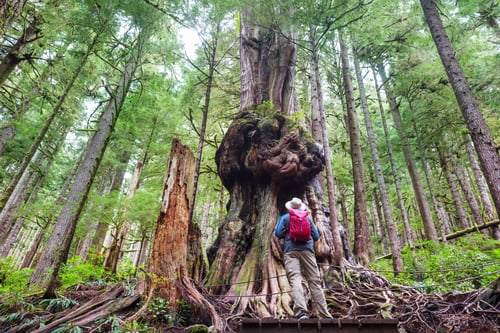 Preview: Forest on Vancouver island