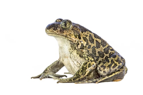 Preview: Eastern spadefoot toad on white background