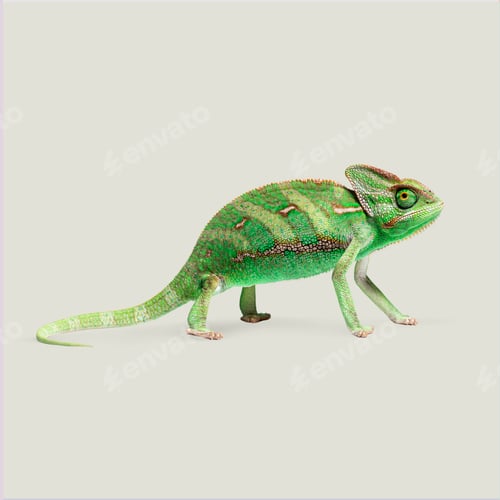 Preview: Studio shot of a green veiled chameleon standing on a white background