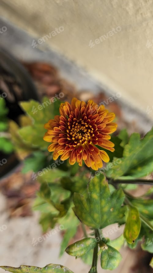 Preview: Orange-brown coloured flower (Chrysanthemum Indicum) blooming in the garden in India