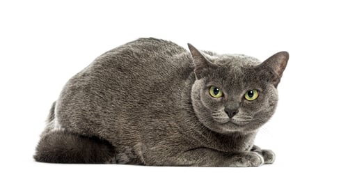Gray Cat Laying Down Looking at the Camera