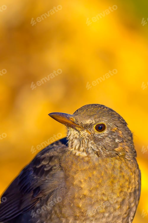 Preview: Blackbird, Mediterranean Forest, Spain
