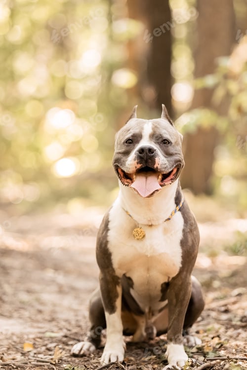 Preview: A dog with a tag on its collar sits in a forest.