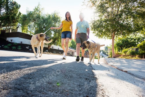 Preview: Senior couple wearing shorts walking their dogs along a street in the sunshine.