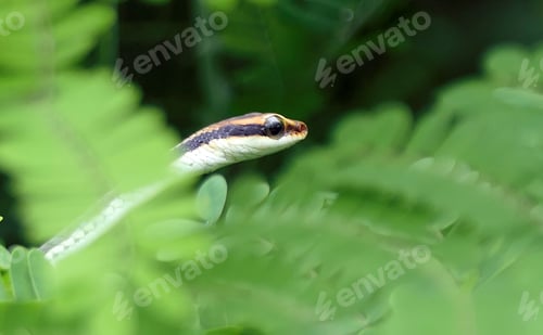 Preview: a snake on top of a plant with a yellow and black stripe