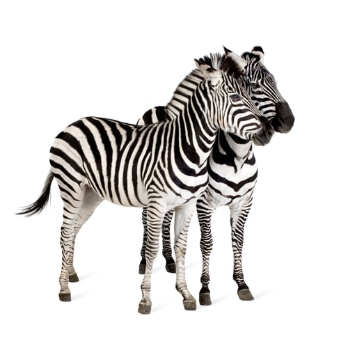 Preview: Zebra