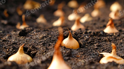 Preview: Onion sets for Planting in fresh dark soil. How to Grow Onions. Onion bulbs.