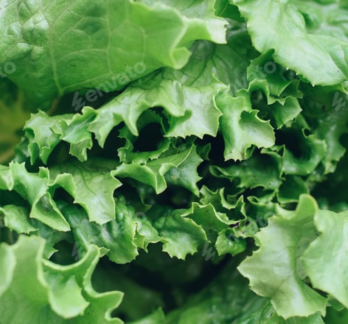 Preview: Closeup on a green curly lettuce leaves