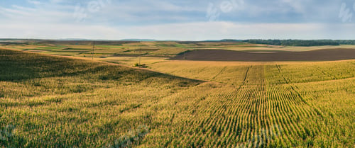 Preview: Corn field and barn on hills in late summer sunlight