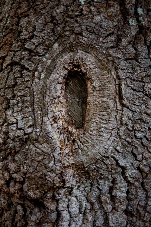 Preview: Close up on the bark of an oak tree