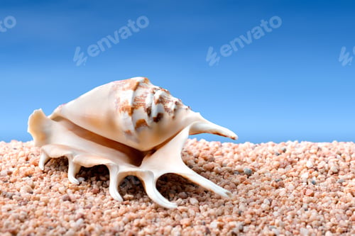 Preview: Seashell on a beach