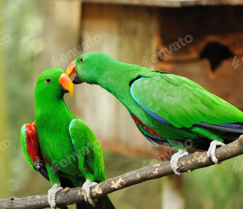 Preview: Couple of green eclectus parrots