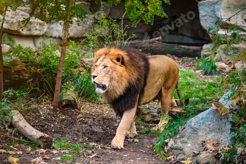 Preview: Lion in jungle forest in nature