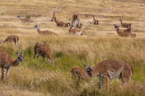 Preview: Guanaco