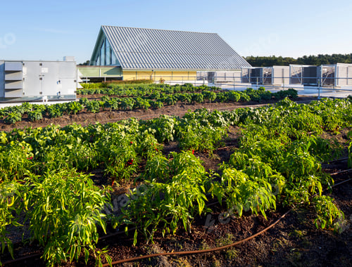 Preview: Vegetables growing on an organic farm, close up.