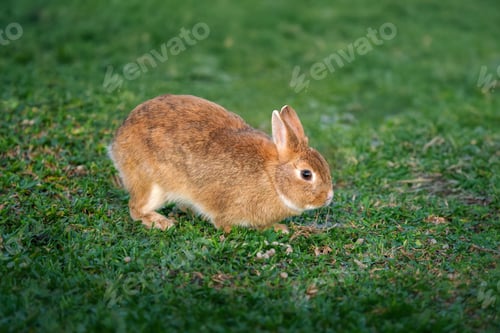 Preview: Domestic Rabbit - Netherland Dwarf Rabbit