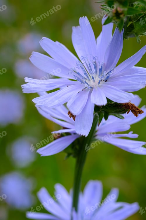 Preview: Flower of common chicory close-up outdoors.