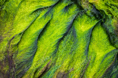 Preview: Texture of sea grass on a stone