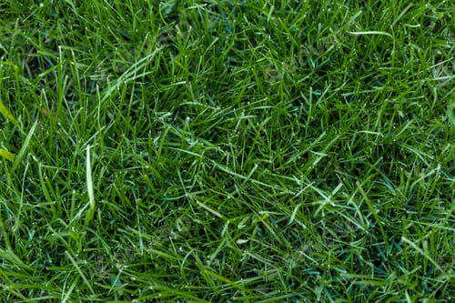 Vorschau: Schöner grüner Rasen im Park