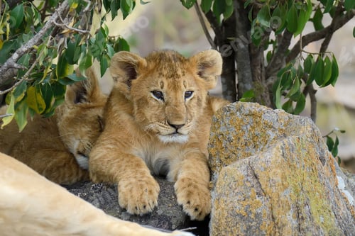 Preview: African lion cub