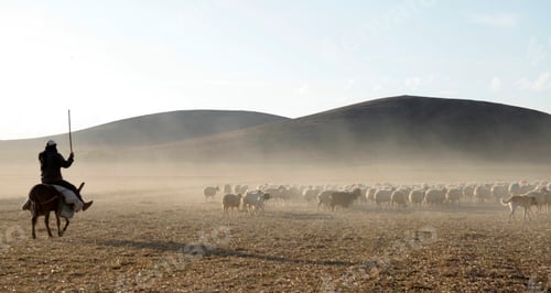 Preview: grazing sheep herd background