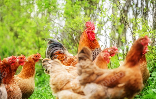 Preview: Beautiful Rooster and hens standing on the grass in nature green background